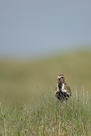 Golden Plover Eyrarbakk, June 2022