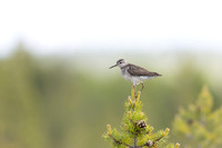 Wood Sandpiper, Svanvik, June 2023