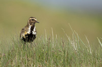Golden Plover Eyrarbakk, June 2022