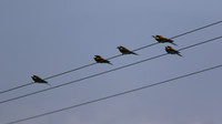 Bee Eater, Larnaca, April 2016