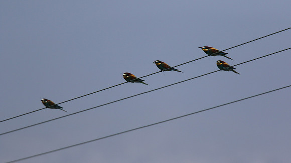 Bee Eater, Larnaca, April 2016