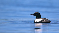 Black Guillemot, Oban, June 2016