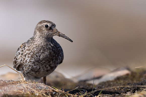 Purple Sandpiper, Batsjford, Norway, June 2023