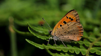 Small Copper, RSPB Arne, July 2016