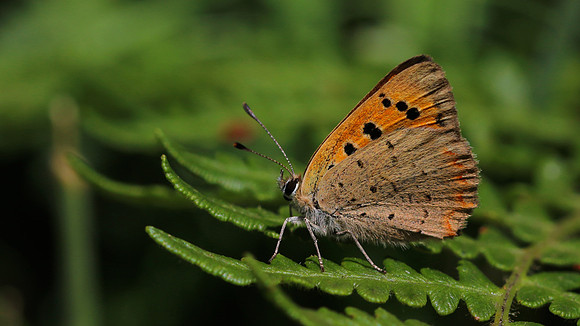 Small Copper, RSPB Arne, July 2016