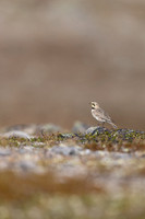 Horned Lark, Batsjford, Norway, June 2023