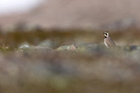Shorelark