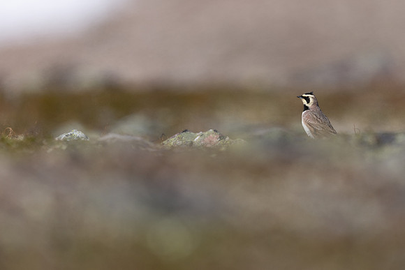 Horned Lark, Batsjford, Norway, June 2023.