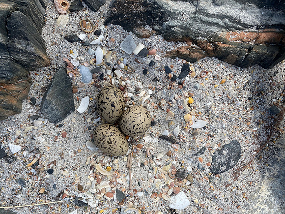 Oystercatcher, Isle of Mull, June 2021