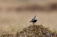 Dunlin, Batsfjord, June 2023