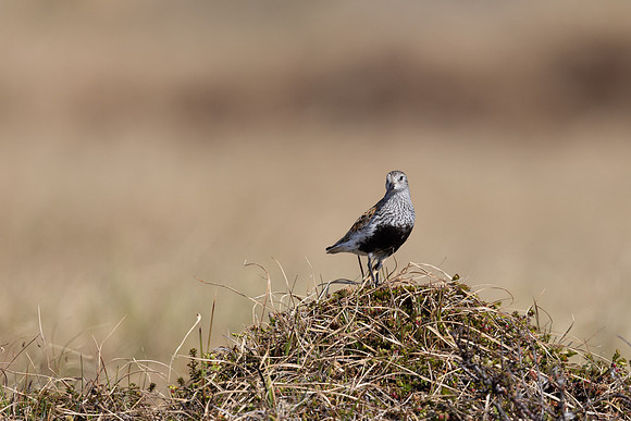 Dunlin, Batsfjord, June 2023