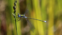 Emerald Damselfly, RSPB Arne, July 2016