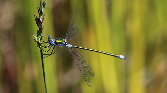 Emerald Damselfly, RSPB Arne, July 2016