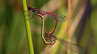 Small Red Damselfly (female) RSPB Arne, July 2016