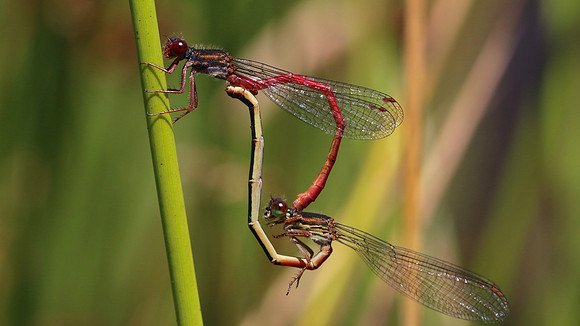 Small Red Damselfly (female) RSPB Arne, July 2016