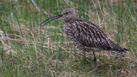 Curlew, Scotland, June 2016