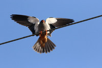 Amur Falcon, Anarita Park, May 2016