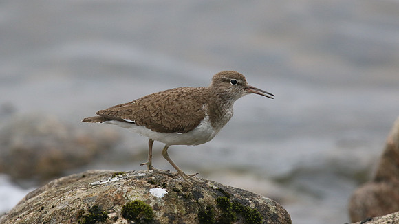 Common Sandpiper, Lochindorb, June 2016