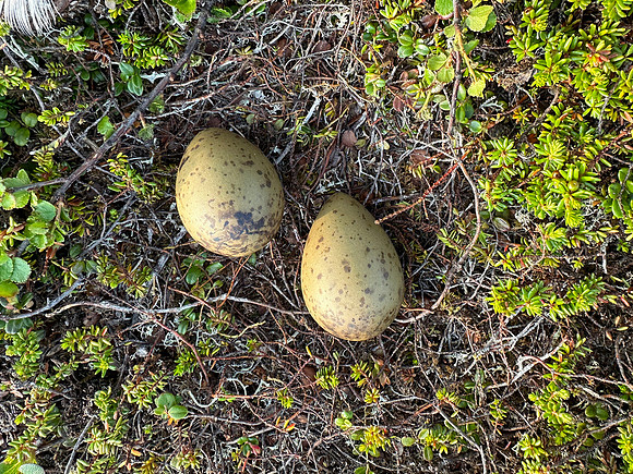 Arctic Skua, Komagvaerstranda Naturreservat Norway, June 2023