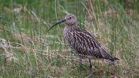 Curlew, Scotland, June 2016