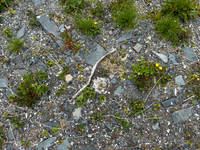 Tundra Plover, Vadsøya, Norway, June 2023