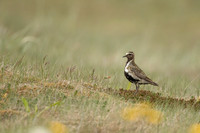 Golden Plover Eyrarbakk, June 2022.
