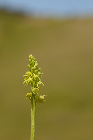Musk Orchid, Cleeve common, June 2022