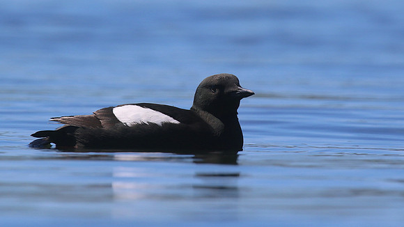 Black Guillemot, Oban, June 2016
