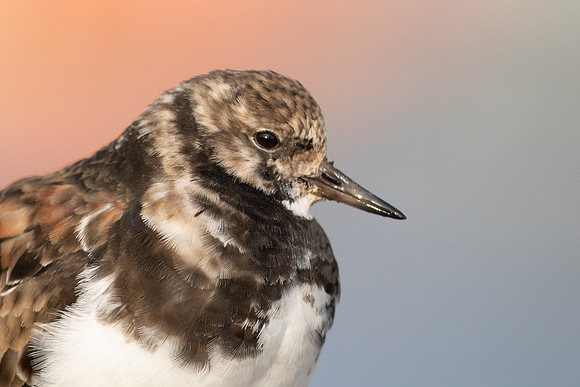 Turnstone, Lyme Regis, March 2022