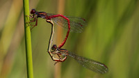 Small Red Damselfly RSPB Arne, July 2016