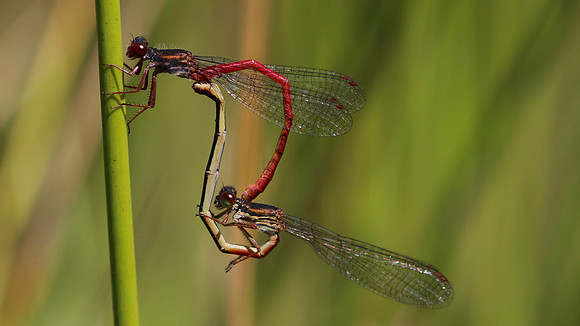 Small Red Damselfly RSPB Arne, July 2016