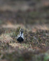 Golden Plover, Lochindorb, June 2016