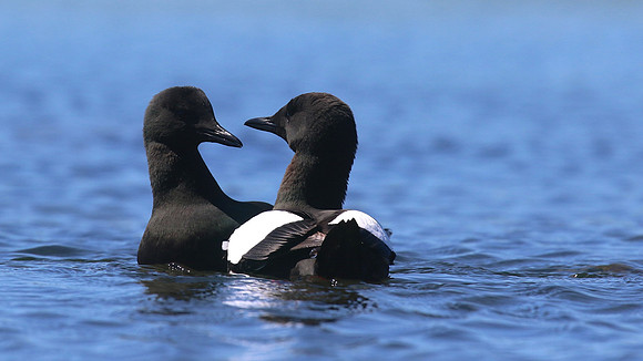 Black Guillemot, Oban, June 2016
