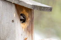 Siberian Tit, Svanvik, June 2023