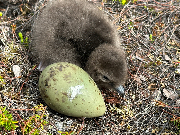 Arctic Skua, Skallelv Neset, Norway, June 2023