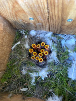 Blue Tit, Thornbury, May, 2023