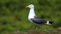 Lesser Black-backed Gull, Skomer, July 2016