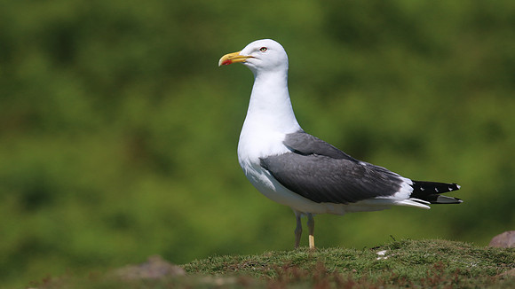 Lesser Black-backed Gull, Skomer, July 2016