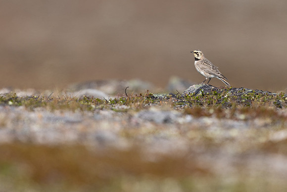 Horned Lark, Batsjford, Norway, June 2023