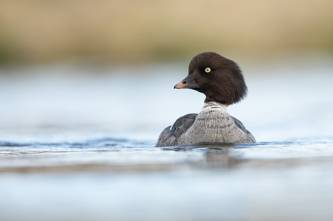 Barrow's Goldeneye, River Laxa, Iceland, May 2022