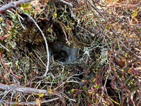 Lapland Bunting, Båtsfjord, Norway, June 2023