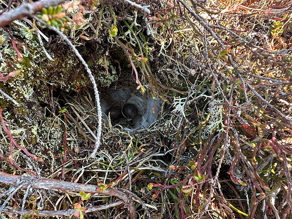 Lapland Bunting, Båtsfjord, Norway, June 2023