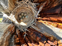Fieldfare, Ivalo, Finland, June 2023