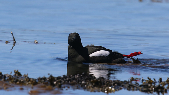 Black Guillemot, Oban, June 2016