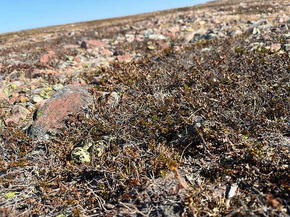 Dotterel, Batsjford,​ Norway, June 2023