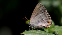 Purple Hairstreak, Alners Gorse, July 2016.