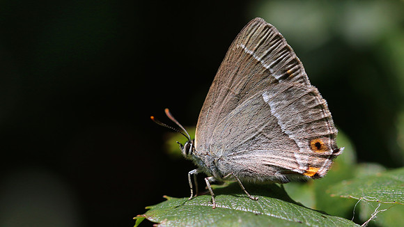 Purple Hairstreak, Alners Gorse, July 2016.