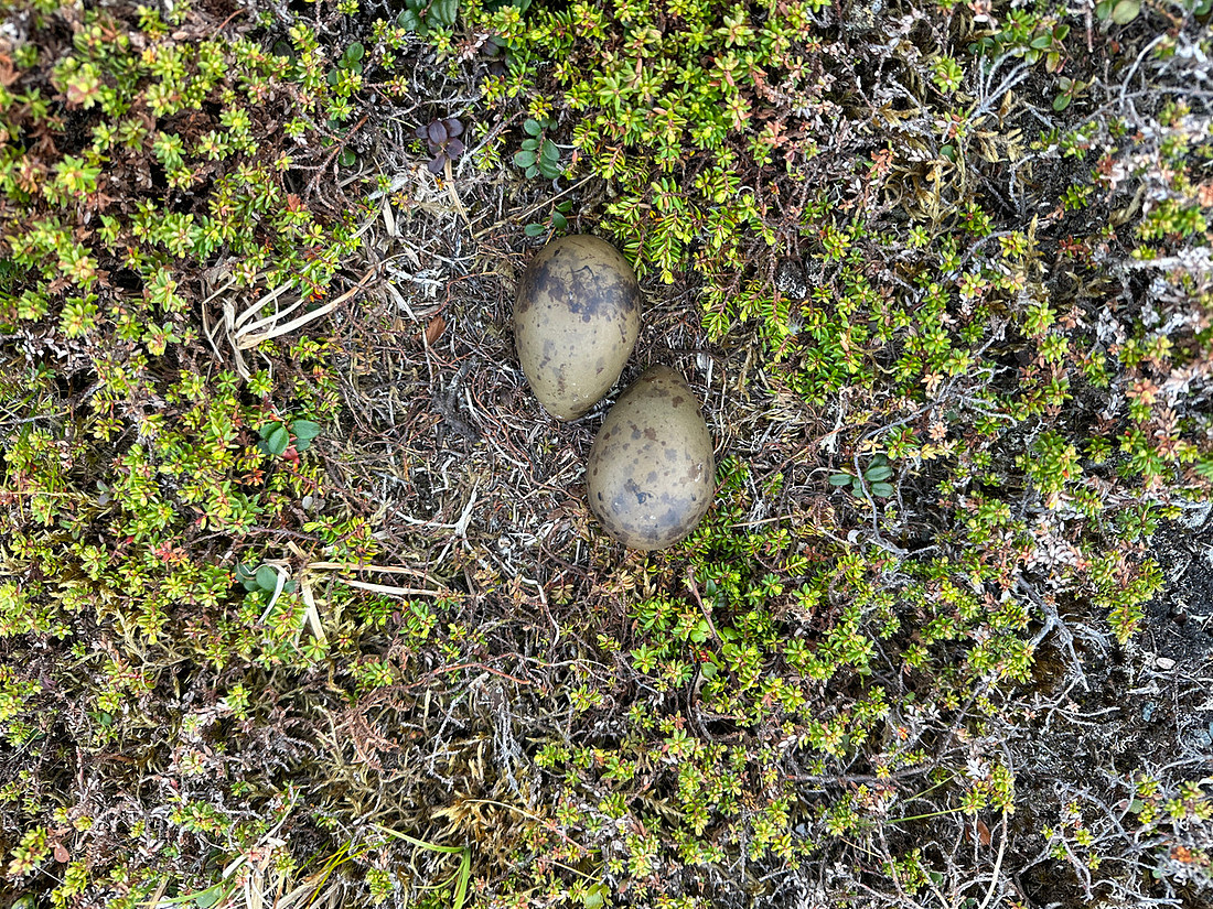 Arctic Skua, Kiberg, Norway, June 2023
