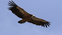 Griffon Vulture, Kensington Cliffs, Cyprus, May 2016.