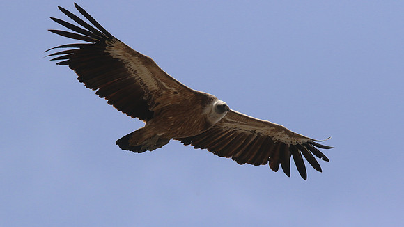 Griffon Vulture, Kensington Cliffs, Cyprus, May 2016.
